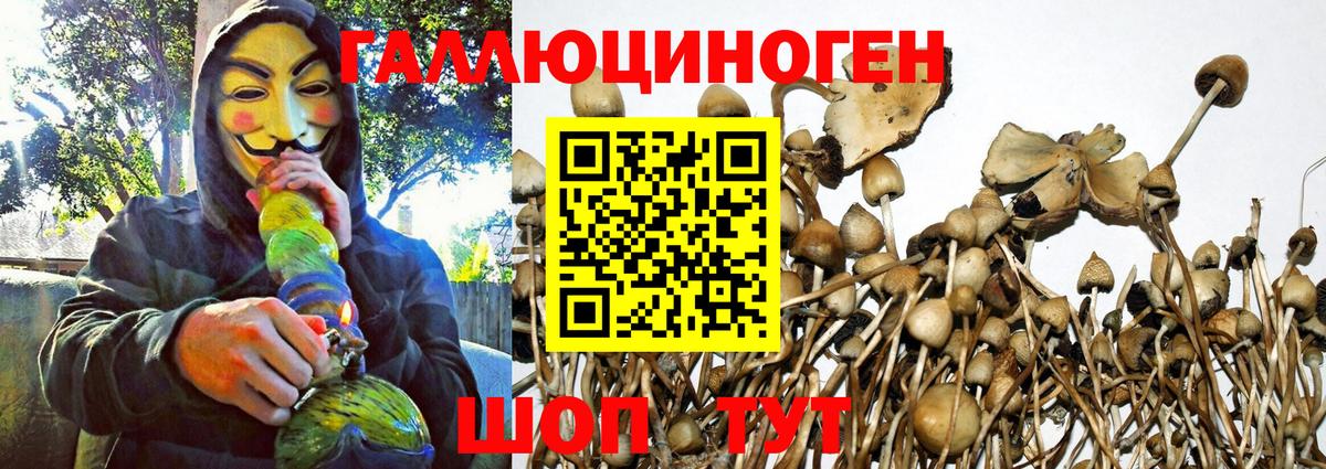 Галлюциногенные грибы Cubensis  где продают наркотики  Вольск  Вход с VPN 